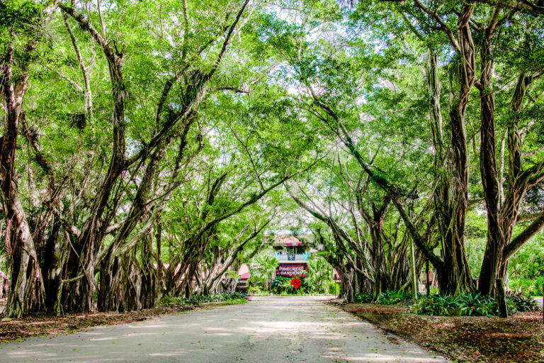 PINECREST GARDENS: EXPLORING NATURE & CULTURE